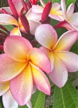 صورة الـavatar