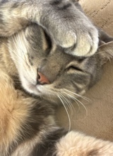 iAbuseJillsKitty