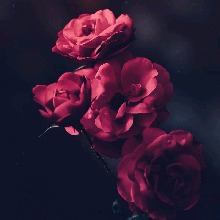 Guest_Victor598576