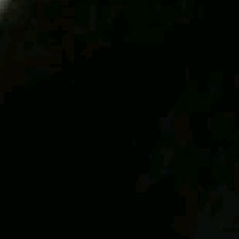 Guest_Masiell2