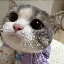 Guest_Meow776572