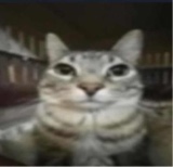 avatarbild