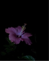Guest_Nienie872132