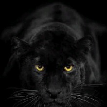 Guest_Badpanther