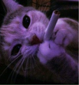 kushkittyxx