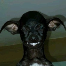 avpic