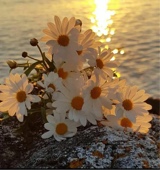 Guest_liz236162