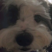 bruji2