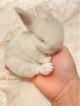 Guest_puppypout