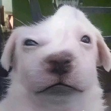 Guest_Allison122163