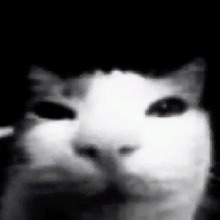 Guest_Mimih52387