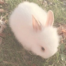 Guest_milabunnybb