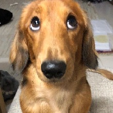 Guest_Kitpega111
