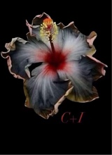 Guest_nae281739