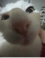 Guest_AbbyAmazing