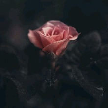 Guest_Alexgod17