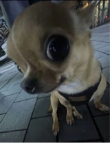Estrellaxo