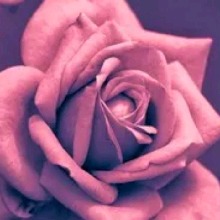 Guest_NellaAndrew
