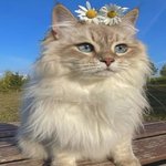 Guest_Davi416167