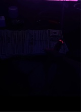 Guest_FattBray3