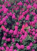 صورة الـavatar