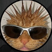 Avatar Bild