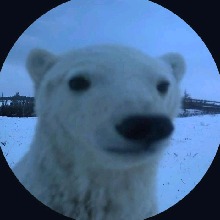 immagine avatar