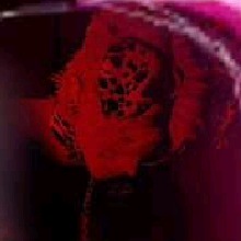 Guest_azhamistyrose069b