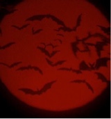 immagine avatar