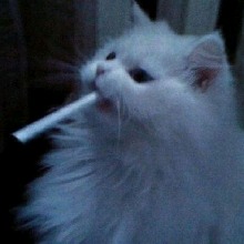 Guest_Jackeline857463