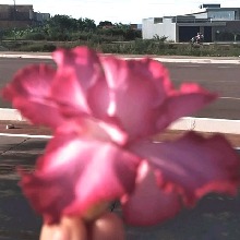Guest_rosybrownsunset6b64