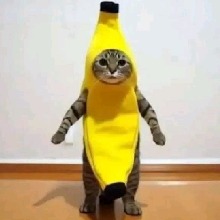 Guest_lalalacheek