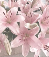 Guest_jolie733034