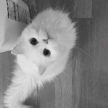 Guest_Miiyuk