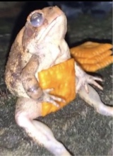 snaxalotl