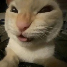 Wilofi