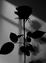 Guest_aniyah796771