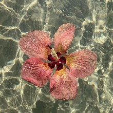 Guest_Maggie159871