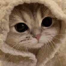 Guest_faintelectricviobbda