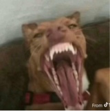 wilderberrire3