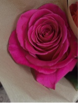Guest_lauritaolivareslemes