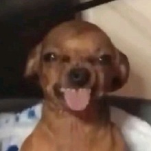 Guest_Ariaaamc