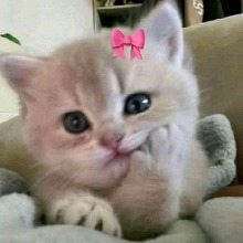 Guest_cellyn7