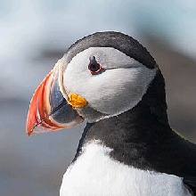 Guest_Puffinz616