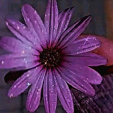 Guest_Sarah584718