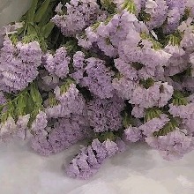 Guest_Lvia209163