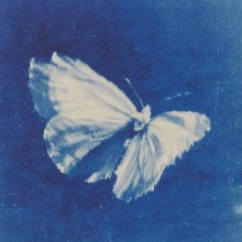 Guest_Aivaiva