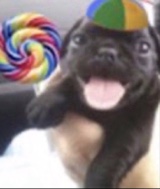 Guest_Mamozinho