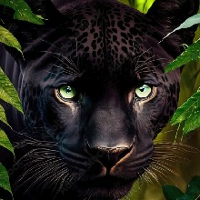 Africa15