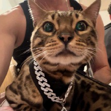 Guest_Sarifio